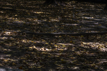 Dry yellow leaves on the floor.