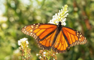 Migrating male Monarch butterfly in autumn, backlit by sun, feeding on a white Buddleia flower cluster