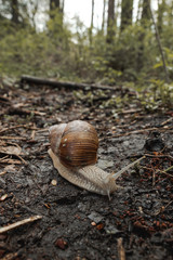 Snail
