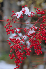 Thaw and the southern hemisphere - 雪解けと南天