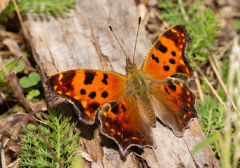 Polygonia comma, eastern Comma butterfly sunning on a piece of wood on a late autumn day