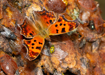 Dorsal view of a bright orange Eastern Comma butterfly feeding on crushed Persimmon fruit together with other bugs in late fall