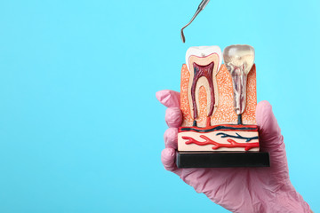 Dentist holding educational model of jaw section with teeth and professional tool on color...