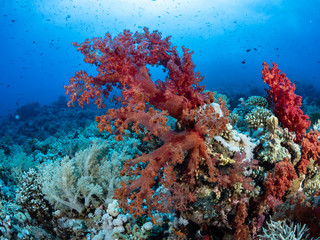 Naklejka na ściany i meble Red Sea Corals