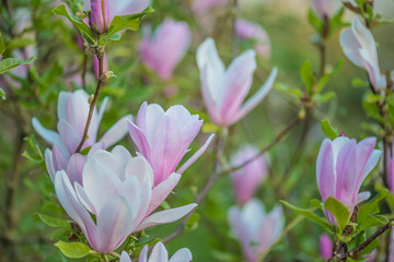 Beautiful spring landscape: blooming pink magnolia tree close up