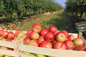 Apples in crate after harvest, farmers picking apples in a orchard