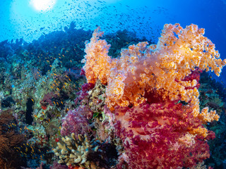 Obraz na płótnie Canvas Red Sea Corals