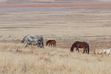 Wild Horses in Winter in Utah