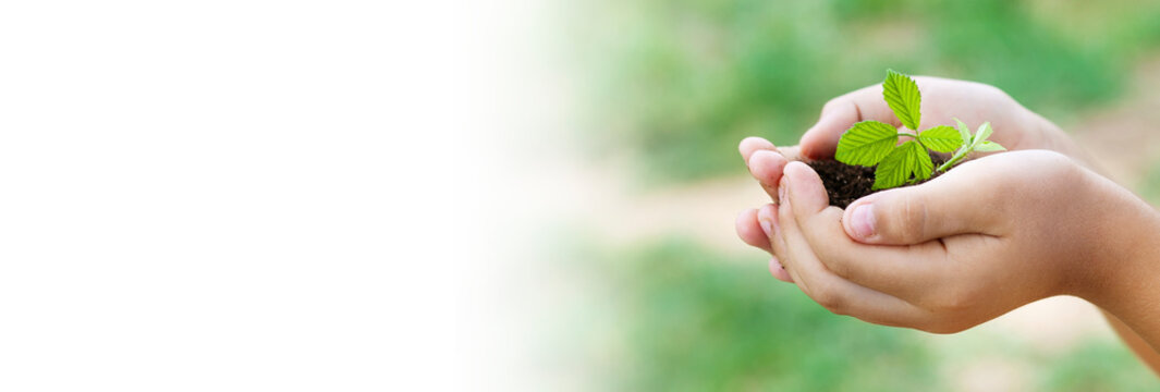 Banner Of Plant In Hands - Grass Background . Green World.