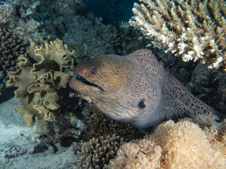 Fototapeta premium Underwater Life