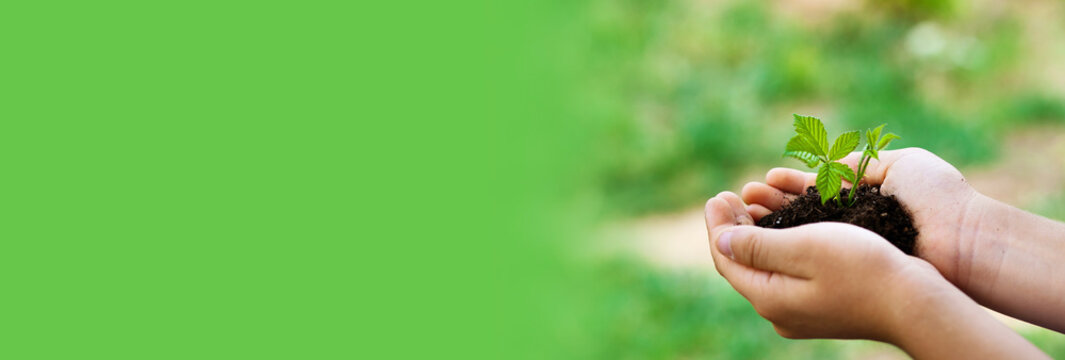 Banner Of Plant In Hands - Grass Background . Green World.