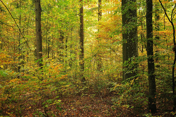 view into deciduous forest in autumn