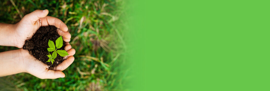 Banner of plant in hands - grass background . Green world.