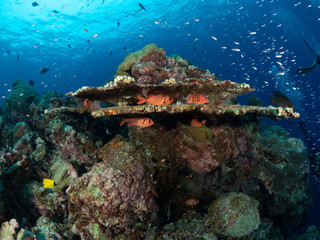 Christmas Island Underwater