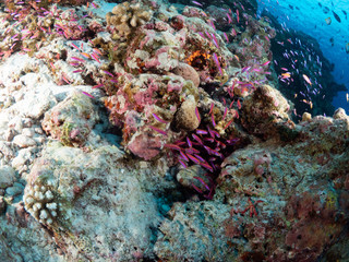 Christmas Island Underwater