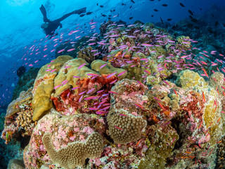 Christmas Island Underwater