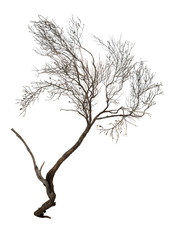 Dry branch