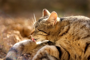 Brown tabby cat lying in thegarden, sunbathing and grooming itself. Selective focus.