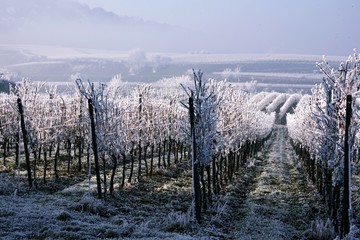 Vineyard in winter. Kaiserstuhl Germany