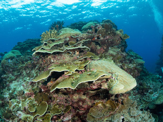 Christmas Island Underwater