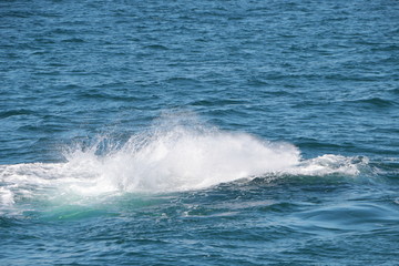 Baleine franche australe