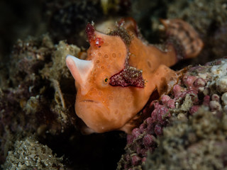 Anglerfisch / Frogfish