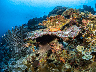Christmas Island Underwater