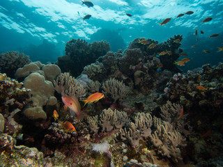 Unterwasserlandschaft