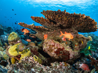 Naklejka na ściany i meble Christmas Island Underwater