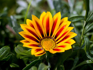 orange gazania in the garden