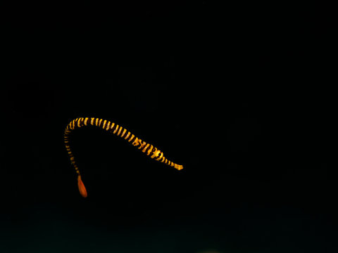 gelb-schwarz gestreifte Seenadel