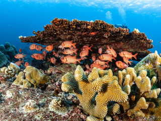 Christmas Island Underwater