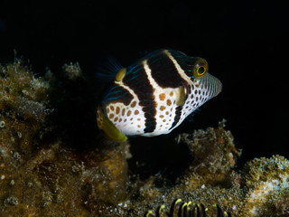 Kugelfisch