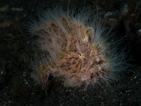 Haariger Anglerfisch / Hairy Frogfish