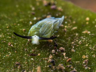 Blattschafschnecke