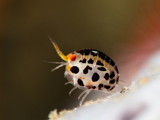 Ladybug