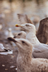 seagull6