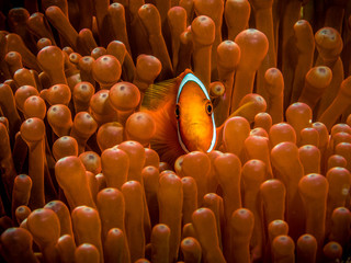 Clown-Fisch, Anemonenfisch