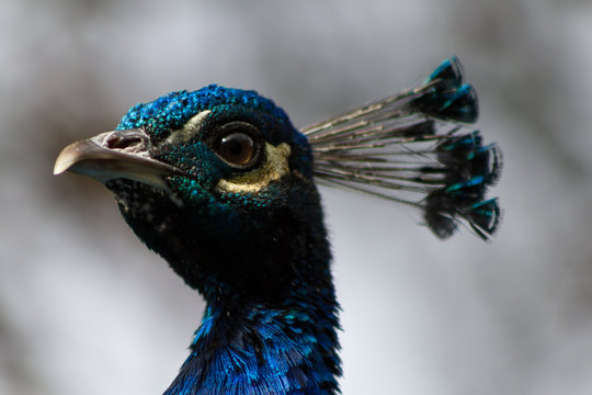 Pfau