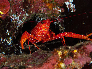 Diving Christmas Island