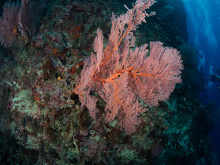 Fototapeta na wymiar Diving Christmas Island