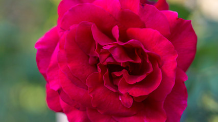 Close up of a large red rose