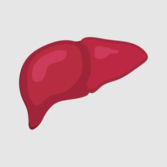 lustration of healthy liver, human body, health medicine