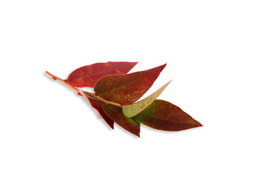 branch with blueberry leaves isolated on white background