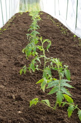 Tomatoes grow in the garden in the greenhouse