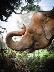 Fototapeta premium Beautiful portrait of elephant head