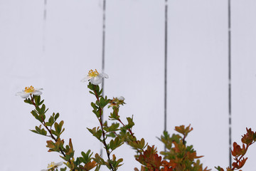 Potentilla fruticosa Abbotswood