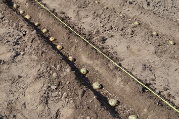  Planting potatoes in the furrow