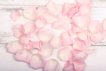 petals of pink roses on a white wooden background