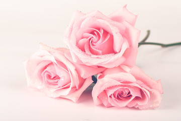 Fototapeta na wymiar bouquet of pink roses isolated on light background